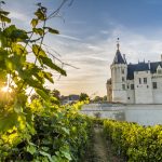 vigne chateau de Saumur